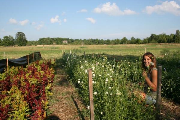 Harvesting from the field