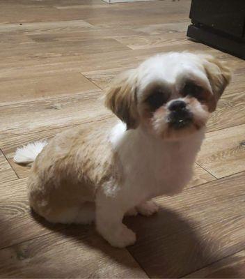 Oliver - Shih Tzu in a short teddy bear groom