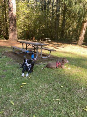 Picnic area with playground, swings and covered fireplace area