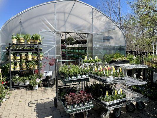 Greenhouse full of herbs, veggies, and annuals