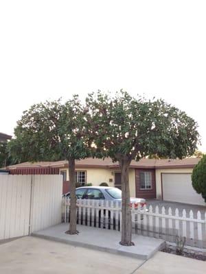 Hector Salas Tree Service of Pasadena