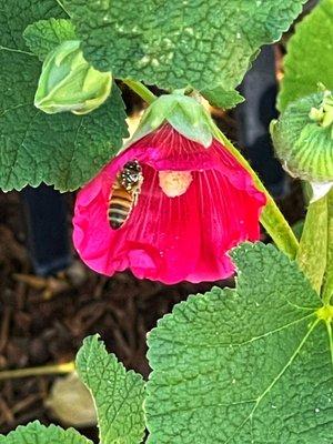 Bee at Rancho San Rafael