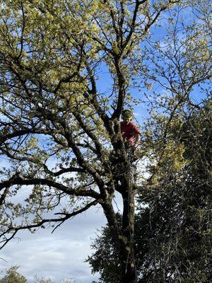 Long Branch Tree Service