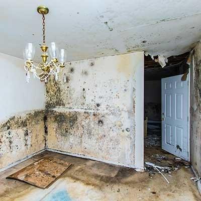 Mold Damage