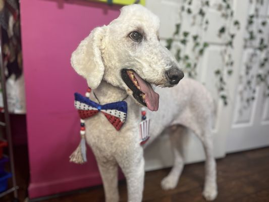 "Micah" Standard Poodle is ready for his 2024 Memorial Day Weekend celebration