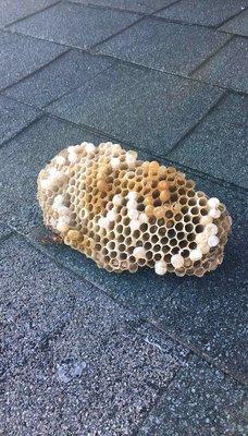 Wasps nest