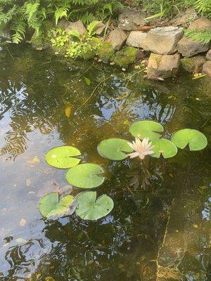 Lily pads