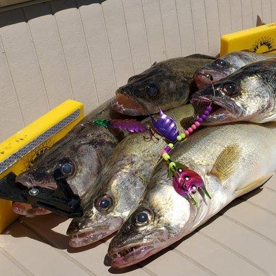 Lake Erie Walleye heading to the cooler.