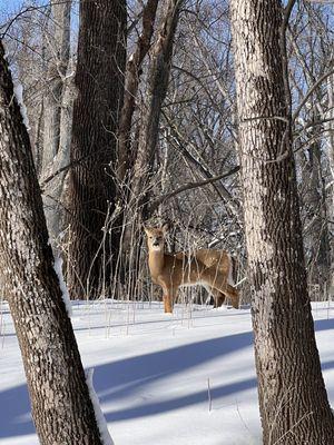 Deer paying attention