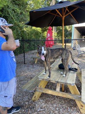 Club K9 Dog Park Bar