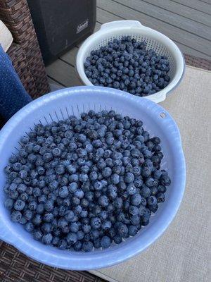 Powder Blueberry Farm