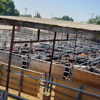 Visalia Livestock Market