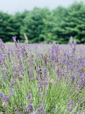 Shades of Lavender Farm