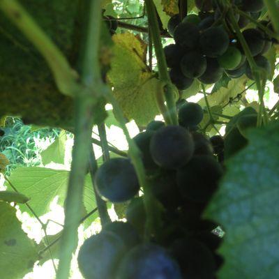 Concord grapes on the vine