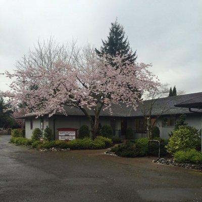 Our beautiful tree out front in bloom