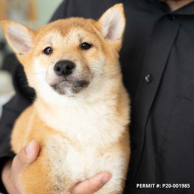 Shiba Inu