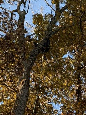 Working on a monster cottonwood.