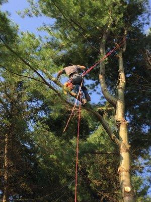 Sticky pines in Sykesville