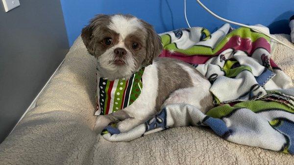 Gizmo fresh and clean with his holiday scarf