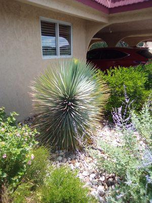 Rostrata and deer resistant drought tolerant perennials.