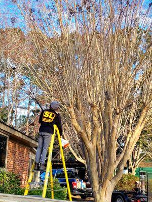 Sunrise Landscapes can prune those Crape Myrtles the proper way! #NoCrapeMurder