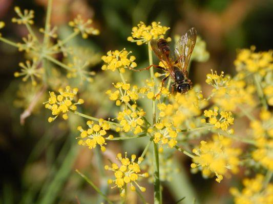 A feeding insect.