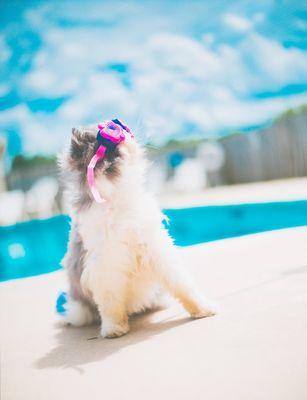 Cat by a pool, mooresville nc pet photography