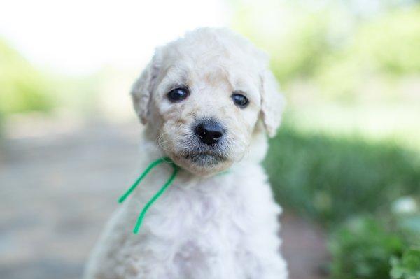 Mini F1B Male Goldendoodle Puppy