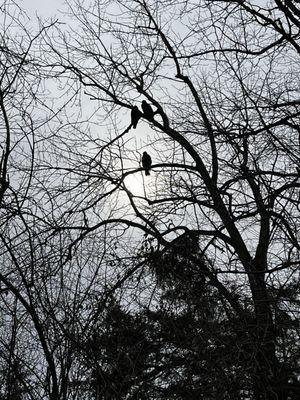 Turkey Vultures