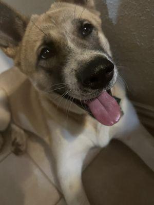 My puppy Joy smiling.