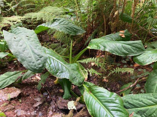 Skunk cabbage growing next to trail.