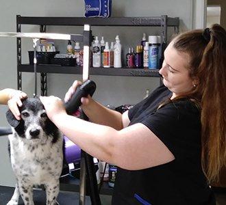 Professionally trained dog grooming staff at Doggie Junction. Quick Appointment Booking. Great Value..