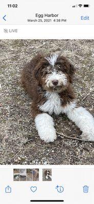 This is our dog before petsmart grooming yesterday .