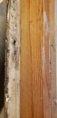 After 7 years mold has taken over the drywall which means it has been growing for years according to a mold expert.