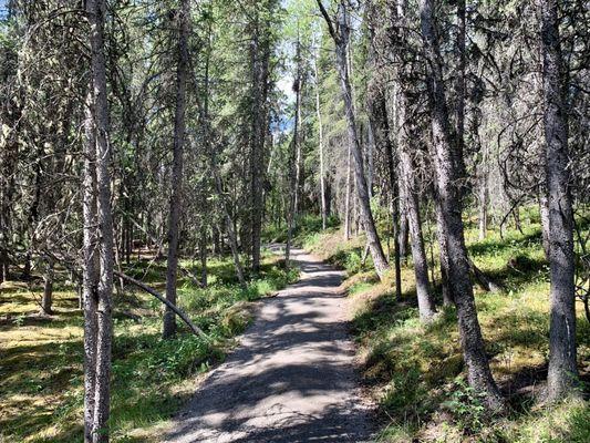 Starting out the hike, it's a pleasant walk beside the forest trees.