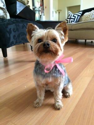 Belle the Yorkie's new haircut! She even got a bow