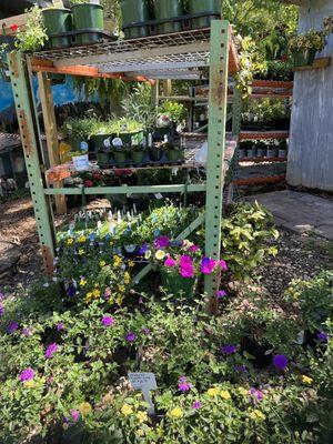 Accent Nursery & Landscaping