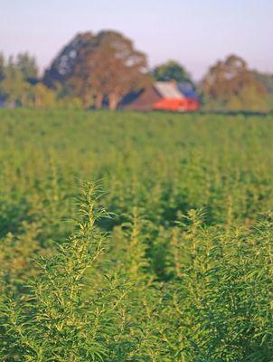 Sunny day at the farm in Woodburn.