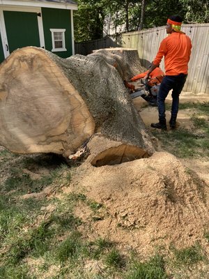 Large oak tree removed. Ready to load the wood.