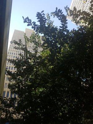 Harris Tower peeking through the tree