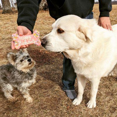 Lucky Dog Pet Grocery & Bakery