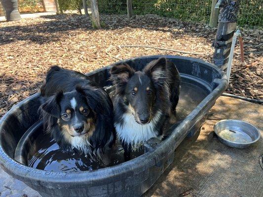 Vineyard Dog Park