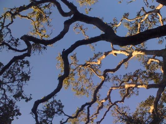 This oak had a full, healthy canopy with two bird nests before it was trimmed by Monterey Bay Gardening & Landscape on May 30, 2015.