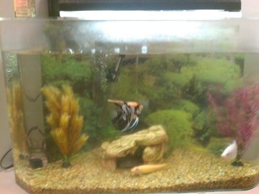 Fish tank!!