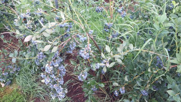 So many blueberries! July 22, 2016