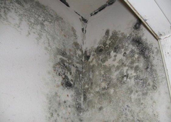 Mold in Closet