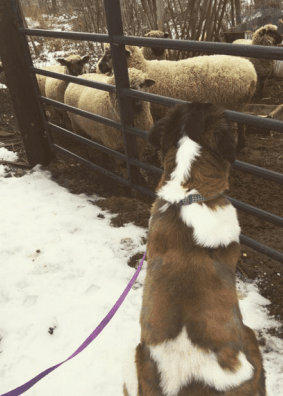 Millie (St. Bernard) enjoying some time with her sheep friends.