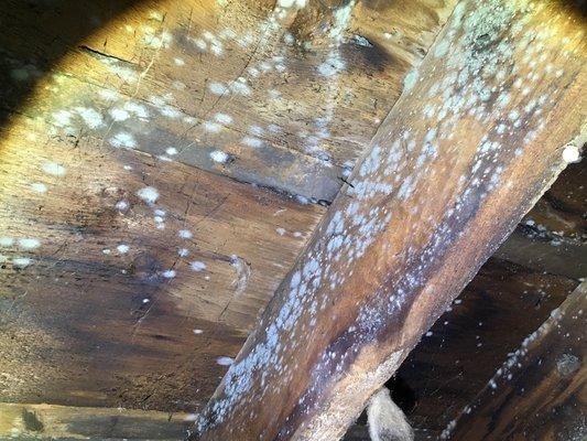 Mold can lurk in the attic.