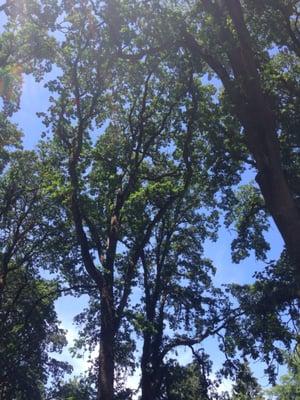 More of the trees at this park.