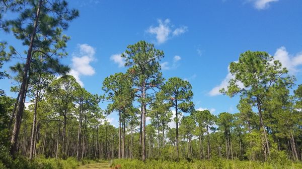 Twelve Mile Swamp Conservation Area